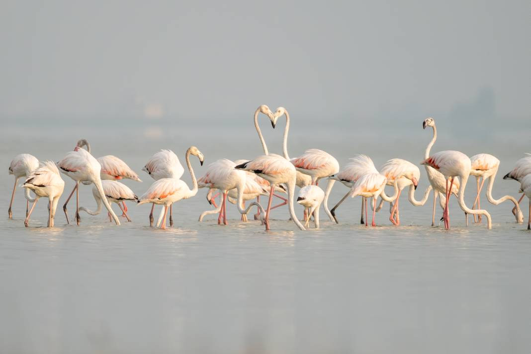 Akyatan’da Flamingo şöleni: Göç molası! - Resim: 11